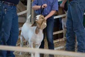 Youth Livestock Auction